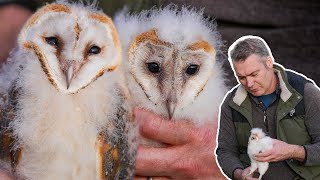 Barn Owl Chicks Ringed & Deemed Healthy  | Gylfie & Dryer | Robert E Fuller