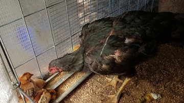 ME NYUAM QAIB TUNDRA INBREED..100% TUNDRA