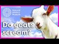 Do goats really scream and faint? | Surprising Science