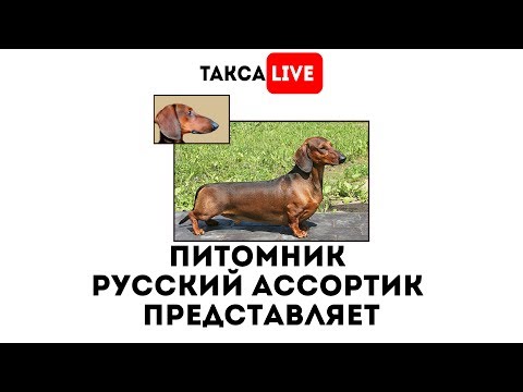 Кадры из фильма Такса