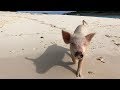 Capture de la vidéo Bahamas' Swimming Pigs | 4K | 🌴