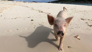 Bahamas' Swimming Pigs | 4K |
