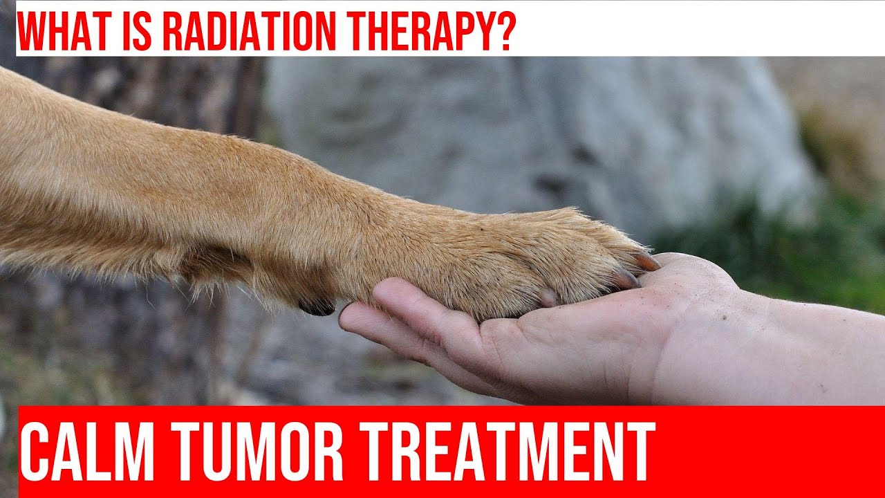 Train Your Dog for Radiation Therapy Tips & Tricks YouTube
