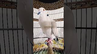 Suara Puter Pelung Betina Memanggil Jantan