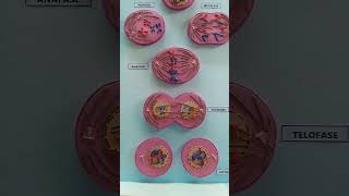 Maqueta Mitosis🤓 #maqueta #maquetas #mitosis #biologia
