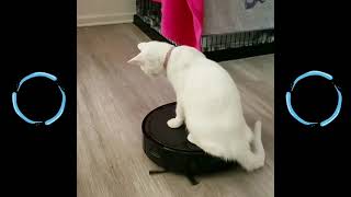CAT FUNNY COMPILATION - Cats vs Vacuum Cleaners #2 by Cats are Jerks 342 views 2 years ago 10 minutes, 35 seconds