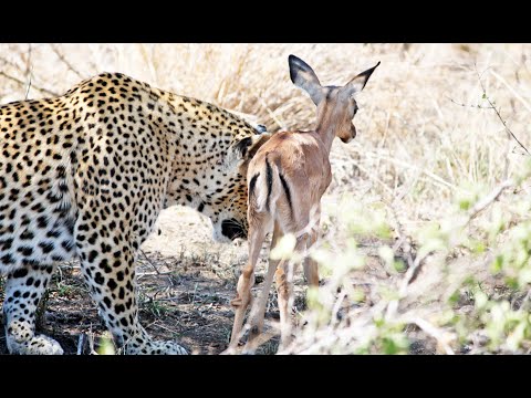 When the Leopard Lies Down With the (Impala) Lamb