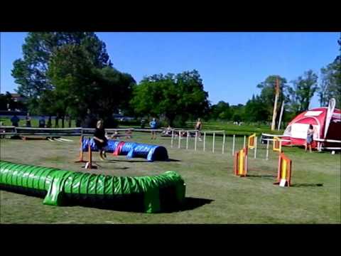 Miniature poodle Mirka (Fire Rock Dandelion), agility 16.08.2015