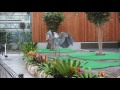 shoebill、ハシビロコウの食後の舞い＠掛川花鳥園