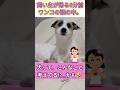 【SNSで話題】お留守番ワンちゃんの頭の中|あいちゃんver. #可愛い #面白い #癒し#犬のいる暮らし #shorts