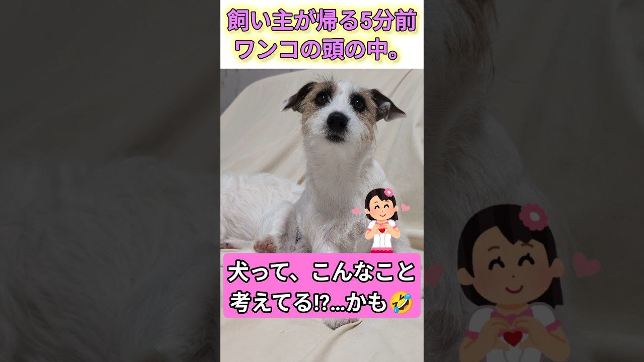 【SNSで話題】お留守番ワンちゃんの頭の中|あいちゃんver. #可愛い #面白い #癒し#犬のいる暮らし #shorts