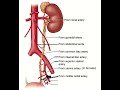 Blood supply of ureter