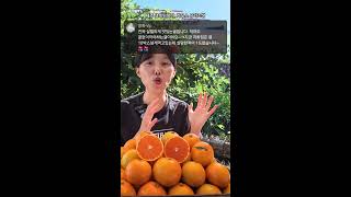 [라이브] 제주 생쑥인절미, 하우스 유라조생, 레드키위 특가