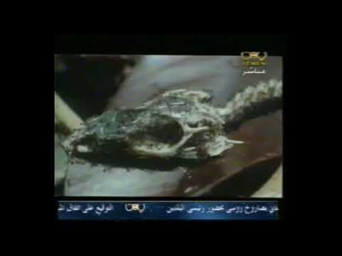  اتوع الاحياء في بيئة الارض