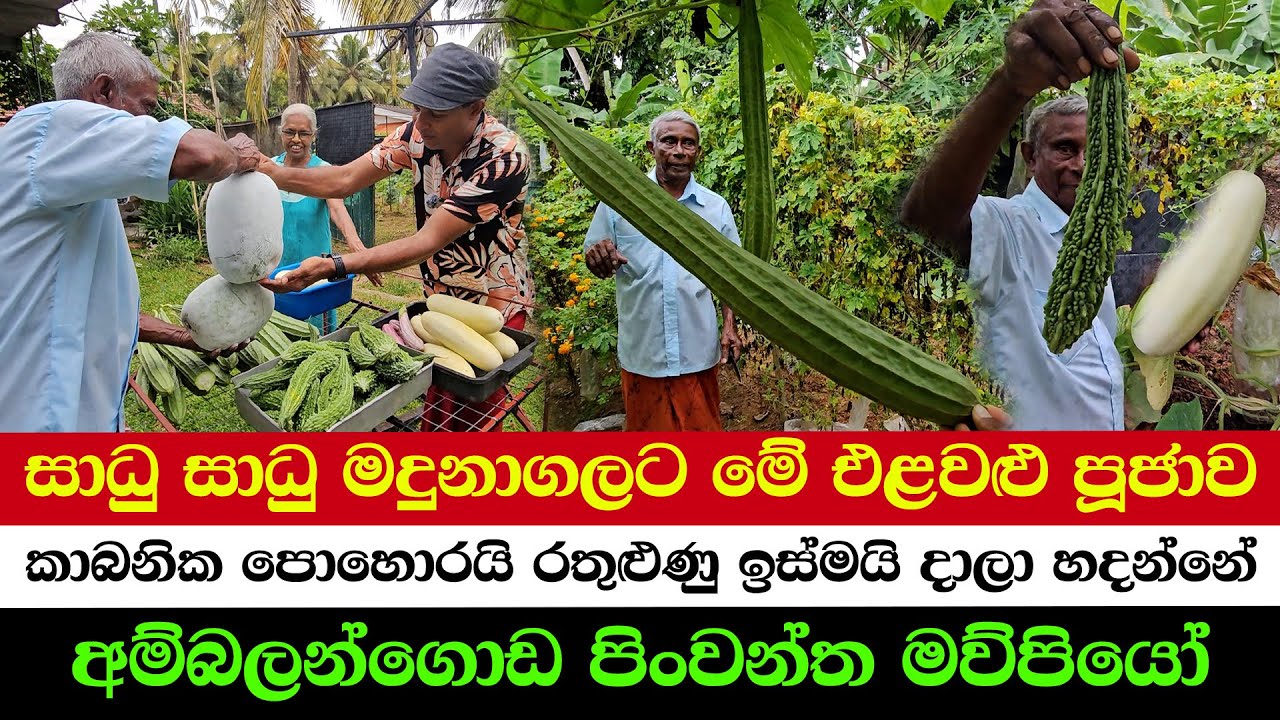 Pure Harvest – 100% Chemical-Free Farming! | Offering Alms to Meditating Monks in the Deep Forest"