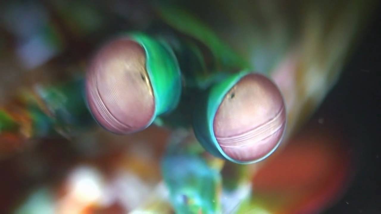 Scuba Seraya 2010 Part 1