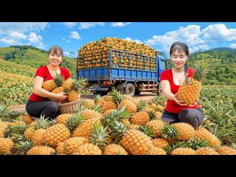 Harvesting Lots of Pineapples with Phương | Transporting Fresh Pineapples by Truck to Market