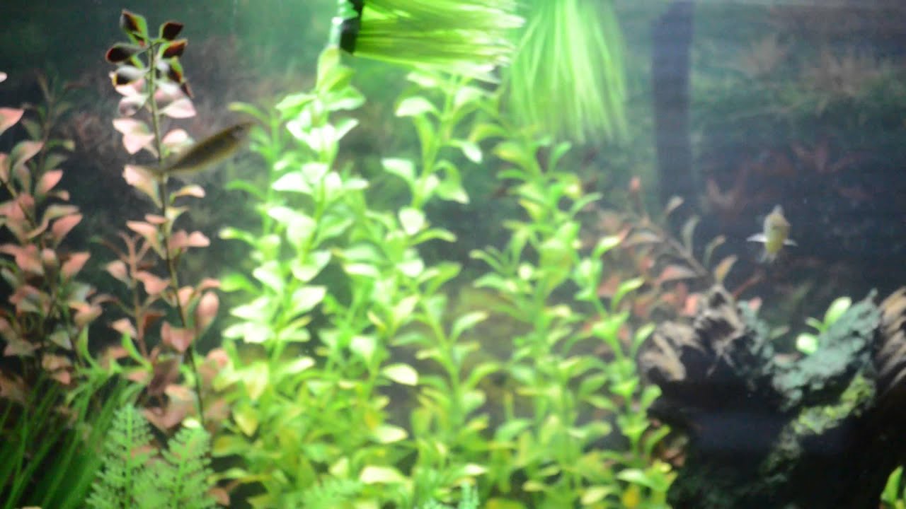 Giant Danios in 38 Gallon Startup Tank