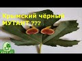 Крымский чёрный и его метаморфозы