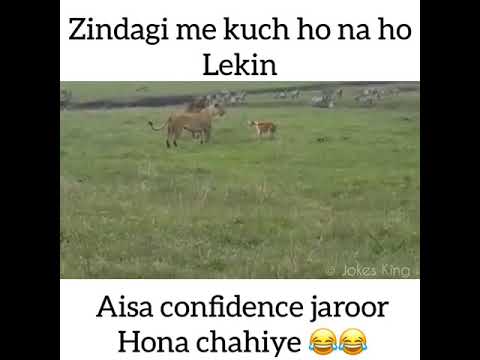 lion-vs-dog|lion-video|dog-video|dog-typesdaning-wala-raja