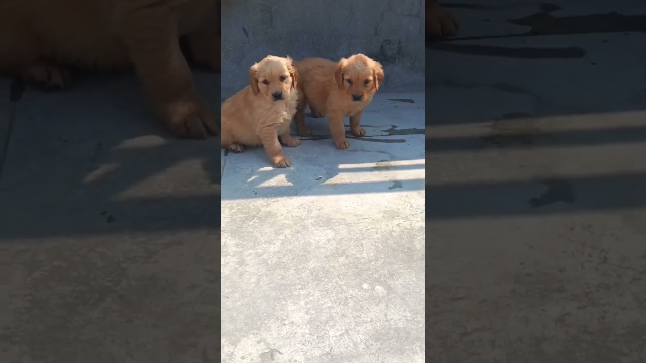 Best pet shop in kathmandu nepal 