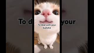 They are too tired #cat #funny #fyp #meme #georgieebom