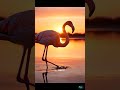 #Wildlife #Shorts This Bird’s Song Is Pure Nature #Birds #Nature