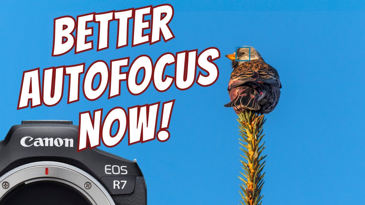 5 советов для улучшения автофокусировки на Canon R7
