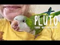 Gimme your food human! - Quaker Parrot shares his bell pepper