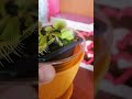 ! Volví ¡ #plantas #plantascarnivoras