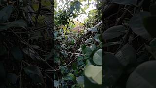 Download Lagu nemu #nemu MP3