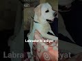 labrador ki asliyat #trendingsong #funnycomedyvideoes #followformore#youtubeshortsvideo #waitforend