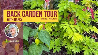 Spring Backyard Garden Tour | Darcy's Portland, Oregon Garden in April (Zone 8b)