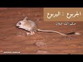 الفرق بين الجربوع والعضل والجرذ