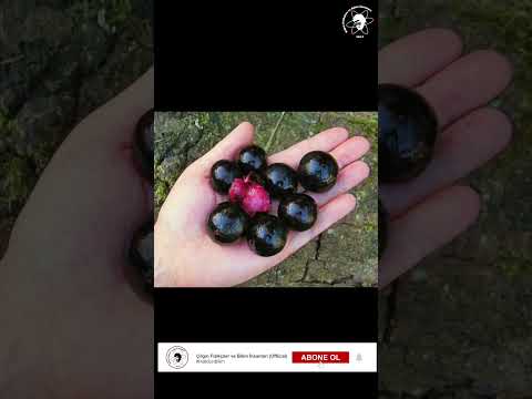 Video: Jaboticaba Ağacı Bilgisi - Jaboticaba Meyve Ağaçları Nasıl Yetiştirilir