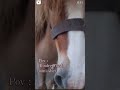 Tondre son #shetlandpony