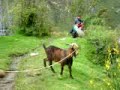 Goat yelling like a man / Koza urla kao čovjek