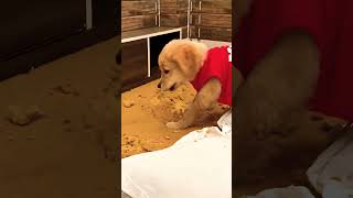 Leo and family reaction🍨 #teen #funny #trending #anantrastogi #love #comedy #cute #family #pets #leo
