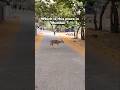 Secret Place in Mumbai 😳🦌 | Deer Spotting Live #nature #wildlife #shorts