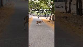 Secret Place in Mumbai 😳🦌 | Deer Spotting Live #travel #nature #wildlife #shorts #shortsfeed