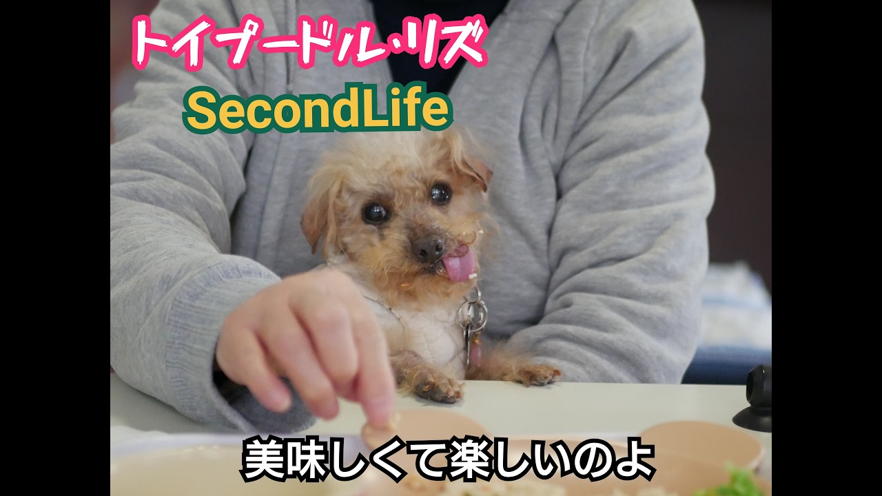 2026 02 05 加恋ちゃんちに行ってきたよ