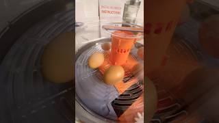 It’s been 21 Days 🐥 chickens are going to hatch later on today I’ll do a follow up short