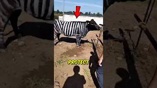 This Zebra Stripe Trick Protects Cows 🐄
