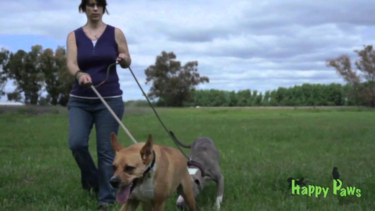 Happy Paws Kennels YouTube