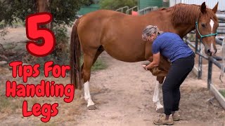 Five Tips For Handling Horses Legs