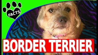 Top 10 Fun Facts About Border Terriers Dogs 101