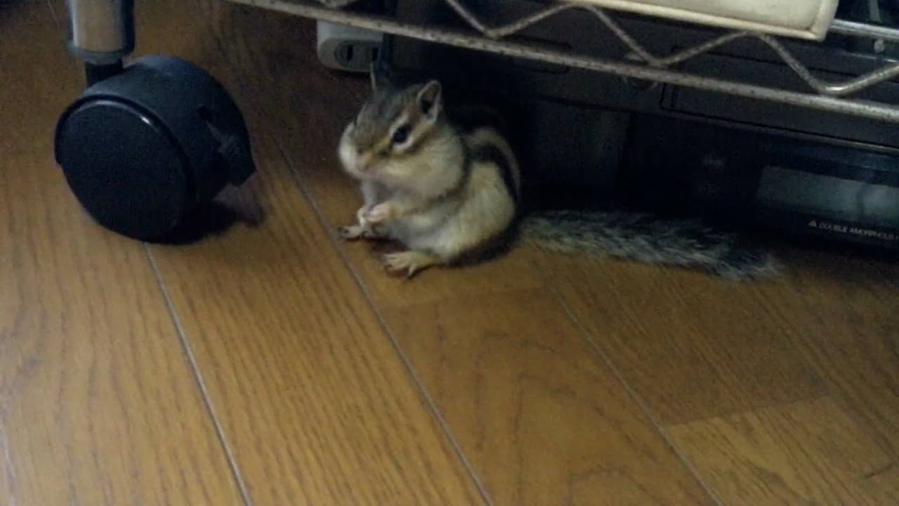 怒ってるの Youtube
