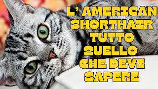 🐾The American Shorthair Cat: Everything You Need to Know! 🐾
