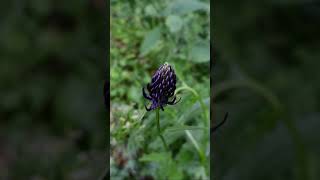 wildflower flowers wildflowers garden lifeisbutadream wildplants nature butterfly