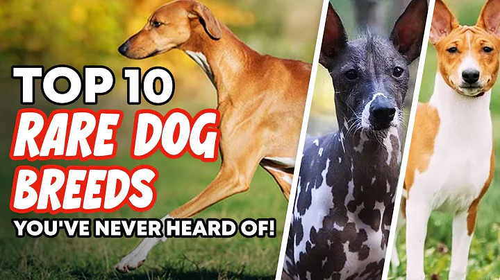 Top 10 Rare Dog Breeds You've Never Heard Of!